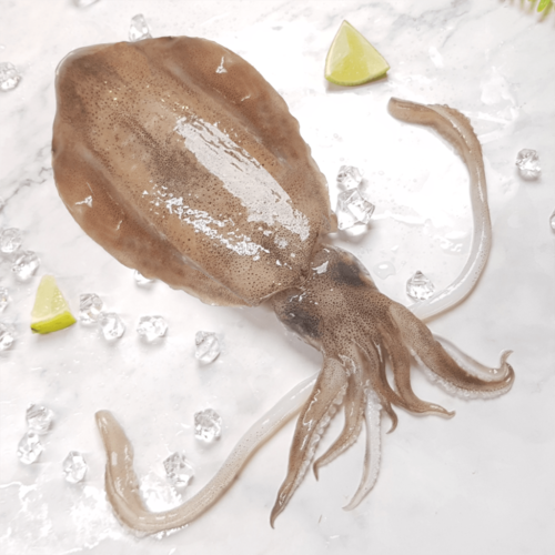 菲律賓軟絲 450g